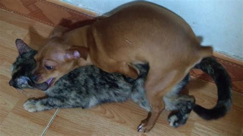 a dog and cat mating